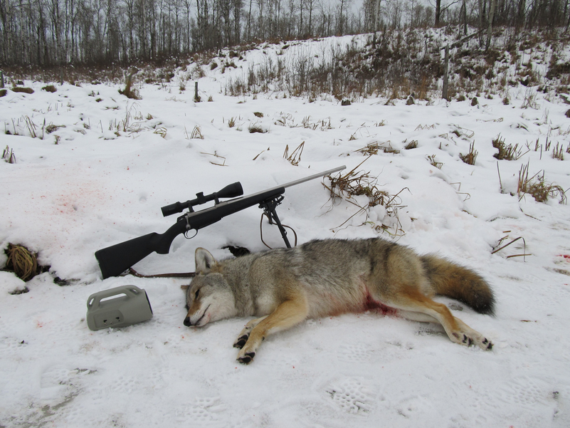 coyote hunting tips for beginners