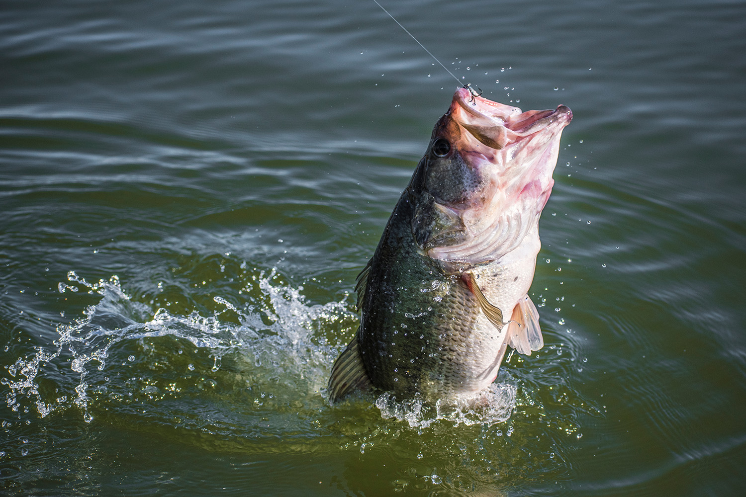 bass fishing adventures in florida