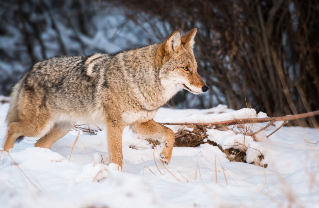 Where To Shoot A Coyote