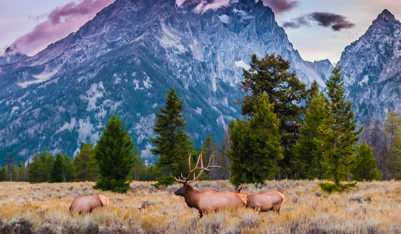 5 States With Over The Counter Elk Tags