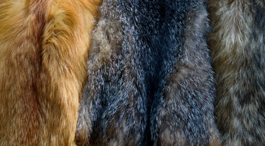 where to sell coyote pelts