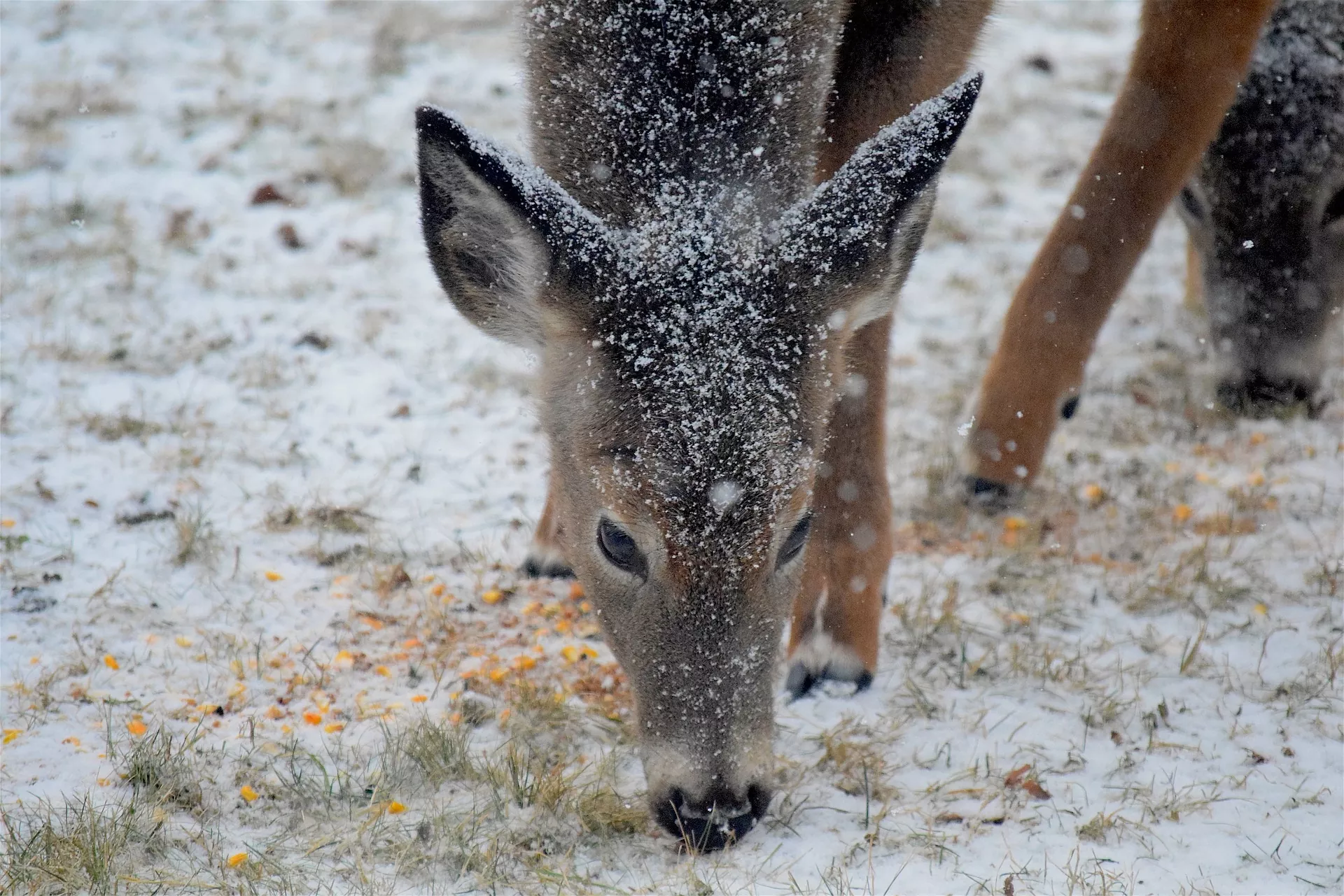 What To Feed Deer Instead Of Corn
